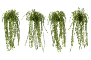 3d rendering of hanging fern tree isolated - obrazy, fototapety, plakaty