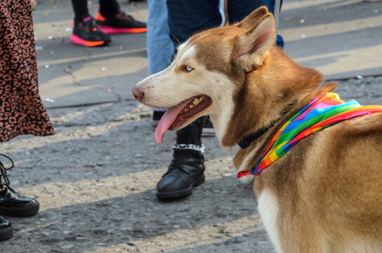 Husky Dog With Scarf With The Colors Of The Lgbtq Flag