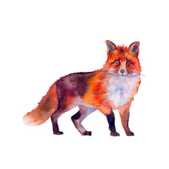 Fox animal watercolor illustration. Wild cute red fox sitting. Wildlife furry animal with red fur and black paws. Side view forest animal. Isolated on white background. Adorable mammal element