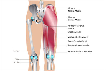 anatomy of leg muscle back medical vector illustration on white background