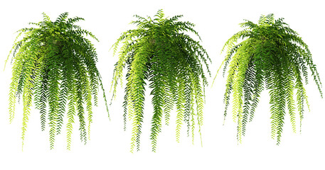 3d rendering of hanging fern tree isolated © parinya