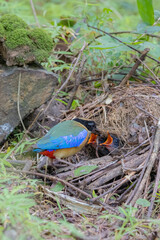 The Blue-winged Pitta feeding a baby