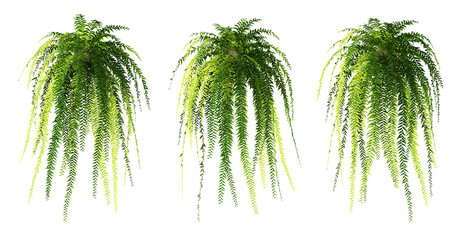 3d rendering of hanging fern tree isolated