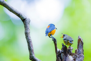 The Orange-bellied Flowerpecker on a branch