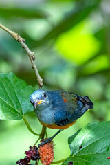The Orange-bellied Flowerpecker on a branch