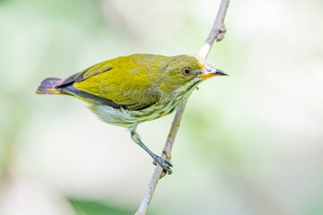 The Yellow-vented Flowerpecker on a branch