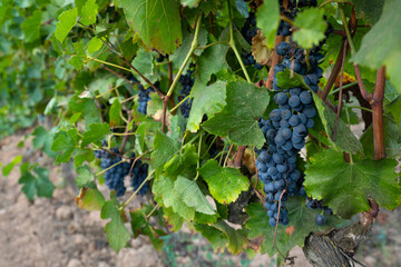 Uvas en una viña al atardecer (vendimia, vino, septiembre)