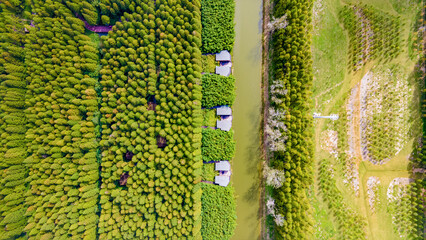 Aerial photography of Yellow Sea Forest Park in Dongtai City, Yancheng City, Jiangsu Province, China in autumn