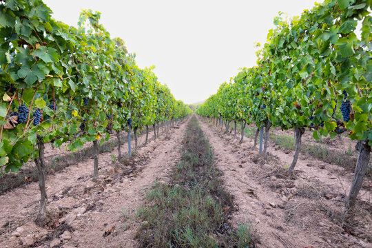 Vi&ntilde;edo / vi&ntilde;a al atardecer (vendimia, vino, septiembre)