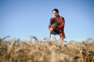 Naklejka na ściany i meble female farmer analyzing wheat crop