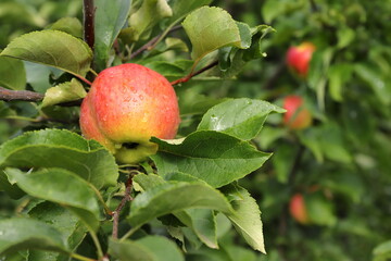 Ripe apples with water droplets are on the branches in the autumn garden.