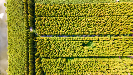 Aerial photography of Yellow Sea Forest Park in Dongtai City, Yancheng City, Jiangsu Province, China in autumn