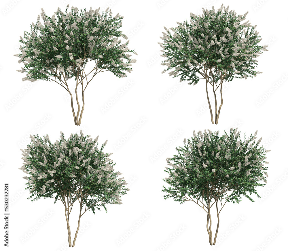 Fototapete 3d rendering of Crepe myrtle tree isolated