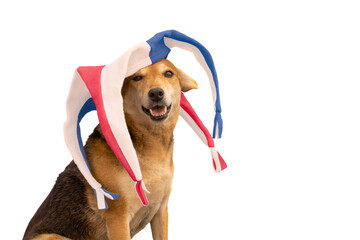 Dog with blue, red and white harlequin hat