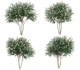 3d rendering of Crepe myrtle tree isolated - obrazy, fototapety, plakaty