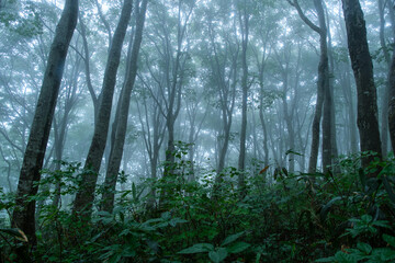 霧のブナ林