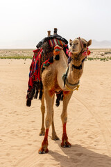 Camel in Wadi Rum Desert, Jordan beautiful daytime landscape