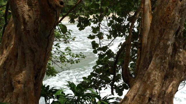 Aesthetic handheld shot of the waves in the beach with two trees and their branches on the foreground