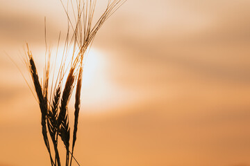 Ear of wheat against of the sunset.