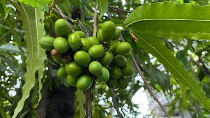 Vegetable cepokak (Solanum torvum) is an eggplant plant