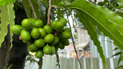 Vegetable cepokak (Solanum torvum) is an eggplant plant