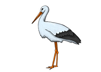 white stork Ciconia