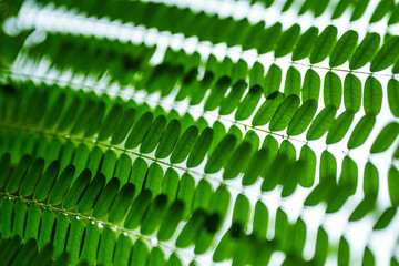 Obraz premium plant, leaf, nature, garden, leaves, tree