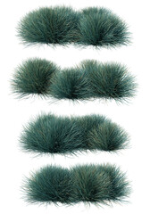 3d rendering of Blue Festuca Grass isolated