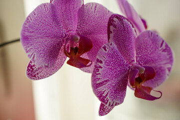 Phalaenopsis orchid in a pot on the windowsill in an apartment, purple flower close-up, flowering...