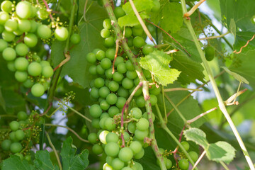 A bunch of unripe green grapes ripening on a branch of grapes, a vine of grapes with green berries