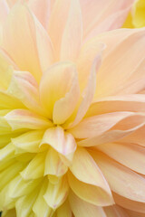 Fototapeta premium yellow dahlia flower
