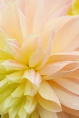 Foto op Plexiglas yellow dahlia flower © Works. K