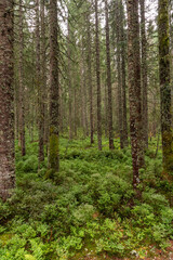 Fototapeta na wymiar Lichen covered needle tree trunks on green forest floor