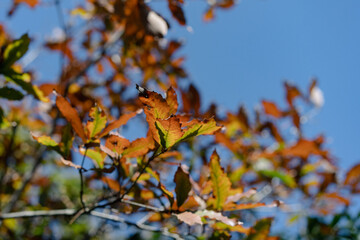 autumn leaves against sky