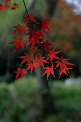red maple leaves in autumn