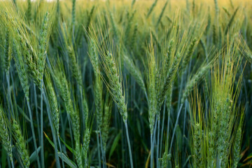 Green wheat close up image