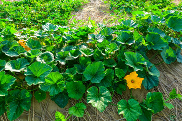 pumpkin vine with yellow flower in the vegetable garden