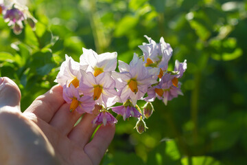 Potato flowers on the vegetable grower's hand, abundant flowering of potato plants in summer