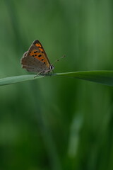 Fototapeta na wymiar Vertical image of a small copper butterfly on a blade of grass