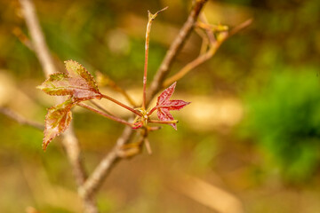the leaves of the maple and blurred background