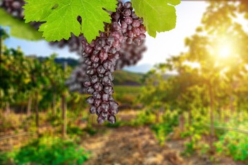 Bunches of Grapes hanging on the tree with vineyard background