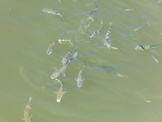 A flock of fish float on the surface of the water.