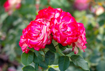 Beautiful red rose in the park.