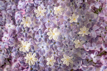 Close up on purple and white lilac flowers with drops of water, top view. Spring season concept with minimal design.