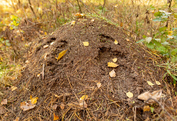 Anthill in the forest in autumn.