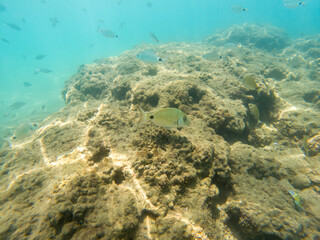 A school of fish swims in the sea.