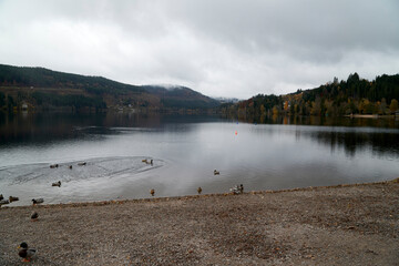 Naklejka premium Autumn morning at Lake Titisee