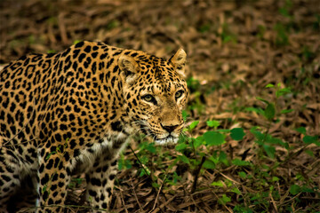 portrait of a leopard