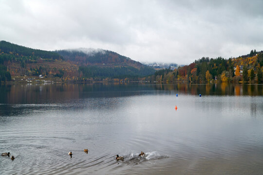 Ducks moving on calm Lake Titisee