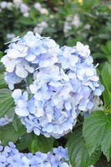 Hydrangea or hortensia flowers in full bloom and blossom flourishing in a garden with green leaves